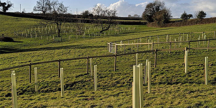 Photo of new trees planted in a field