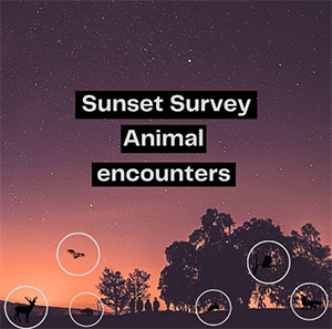 Sunset Survey Animal encounters graphic