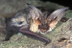 Photo of a Brown long-eared bat