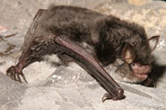 Photo of a Daubenton's bat