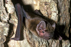 Photo of a Noctule bat