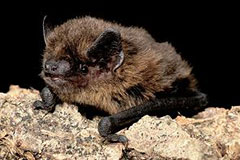 Photo of a Pipistrelle bat