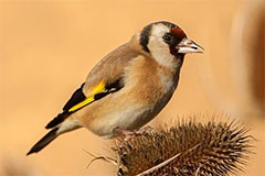 Photo of a Goldfinch