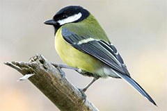 Photo of a Great Tit