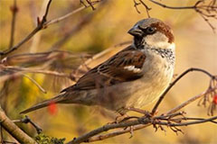 Photo of a House Sparrow