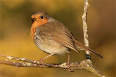 Photo of a Robin