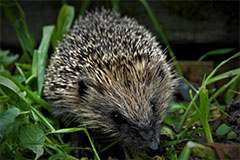 Photo of a Hedgehog