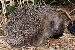 Photo of a Hedgehog