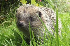 Photo of a Hedgehog