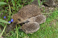 Photo of a Hedgehog